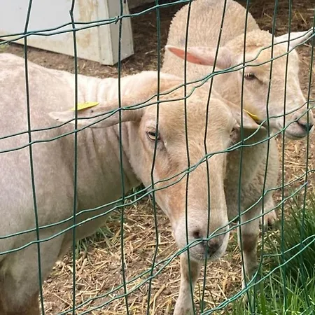 Mobil-home, Animaux 4 Pers. - Api-1-52-2603 *