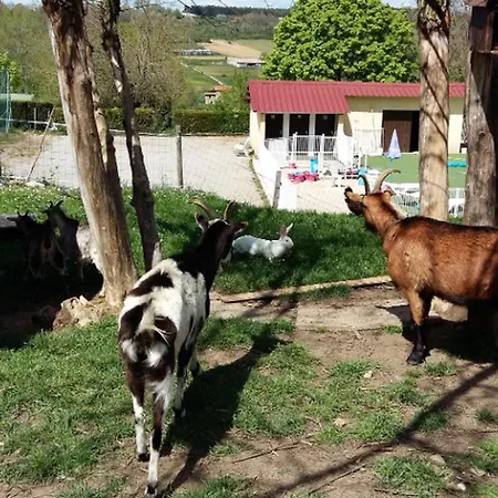 Mobil-home, Animaux 4 Pers. - Api-1-52-2603 Campingplads Le Grand-Serre