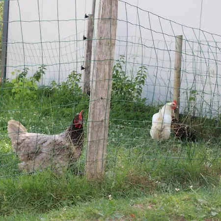 Mobil-home, Animaux 4 Pers. - Api-1-52-2603 *